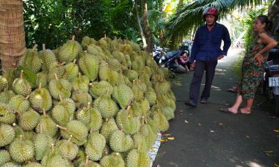 ទុរេន​វៀតណាម​