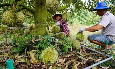 ទុរេនវៀតណាម